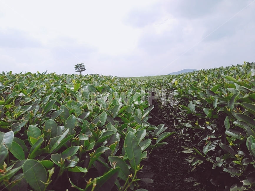 녹차밭,녹차,푸른잎,작은나무,바탕,계절,초록색,자연,풍경,nature,landscape,field,들