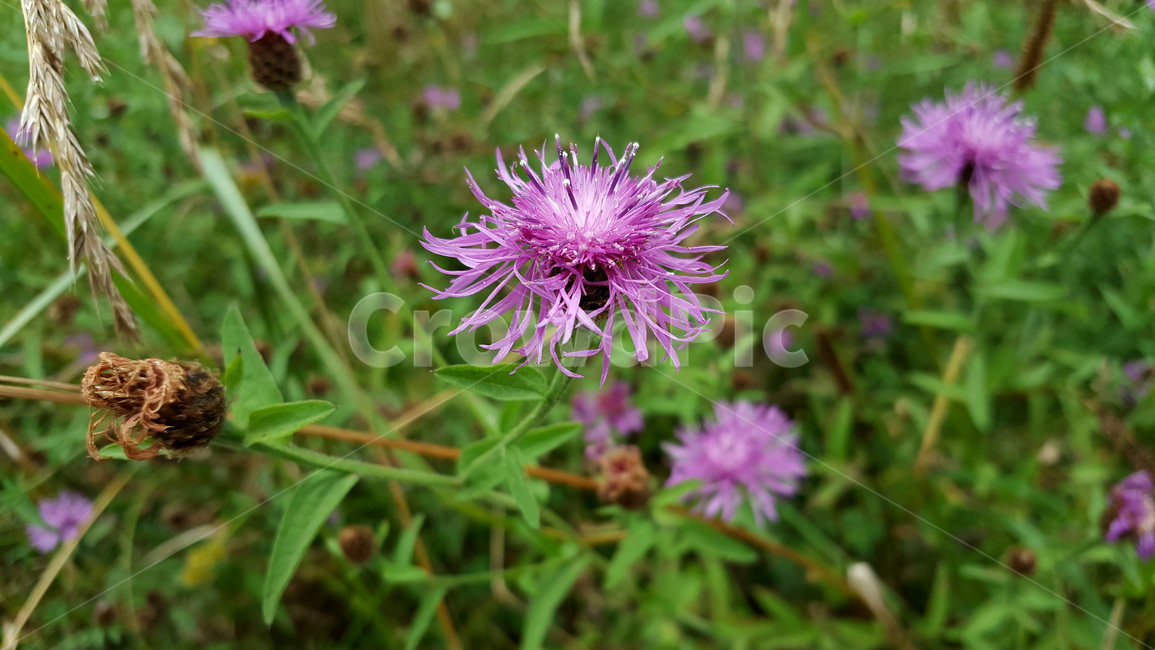 꽃,식물,풀,여름,flower