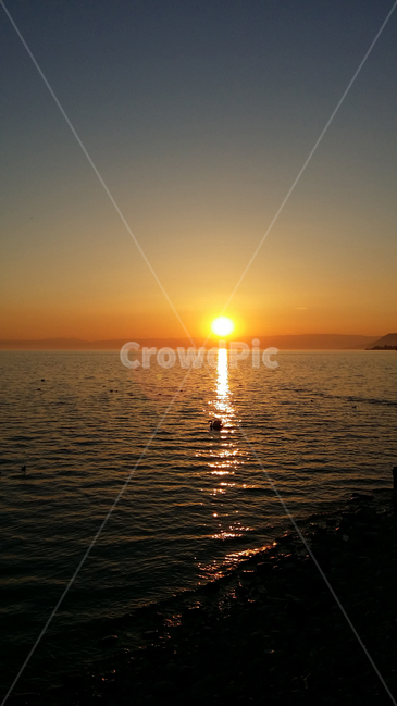 스위스,호수,일몰,백조,노을,물결,잔잔한,lake,sunset,switzerland,swan,해외,외국