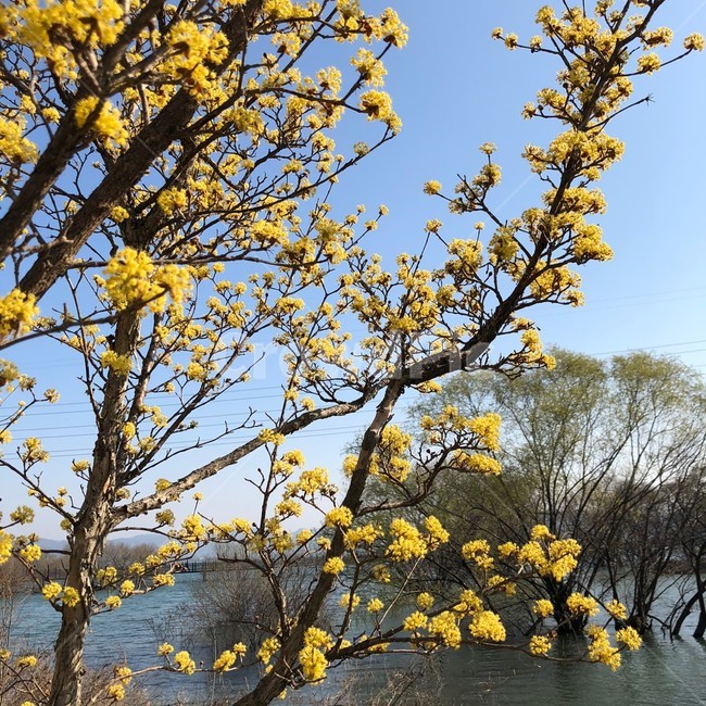 나무,tree,식물,꽃,호수,풍경,자연,봄,plant