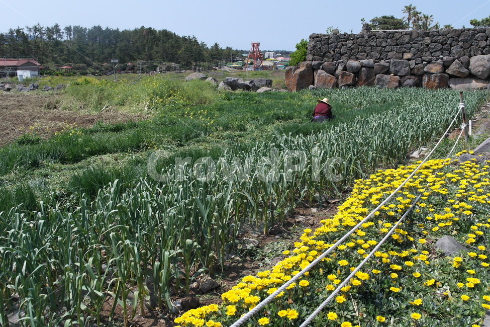 제주도풍경,농사,할머니,자연,시골,농업,농사,agriculture,farming,farming industry