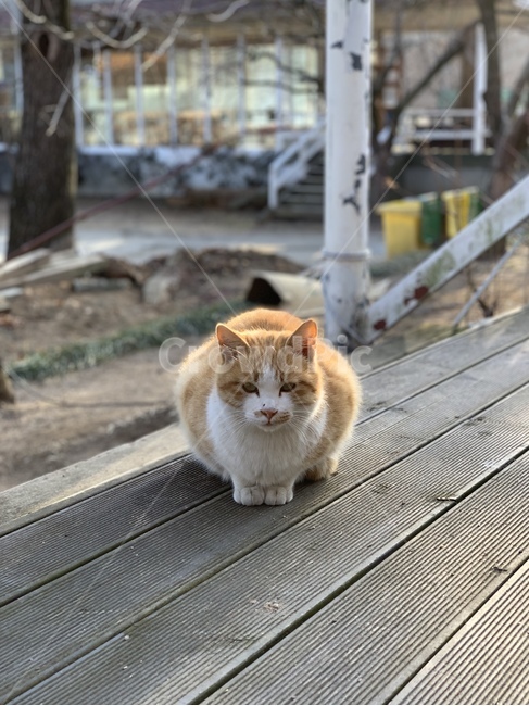 cat,고양이,동물,creature,animal,길고양이,동물,animal,포유류,mammal,고양이,cat,kitten,kitty