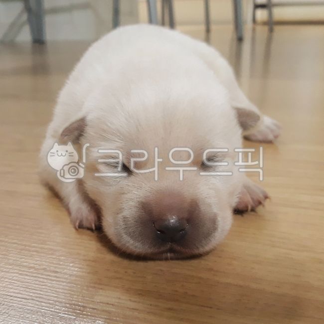 강아지,반려견,아기동물,백구,귀여운동물