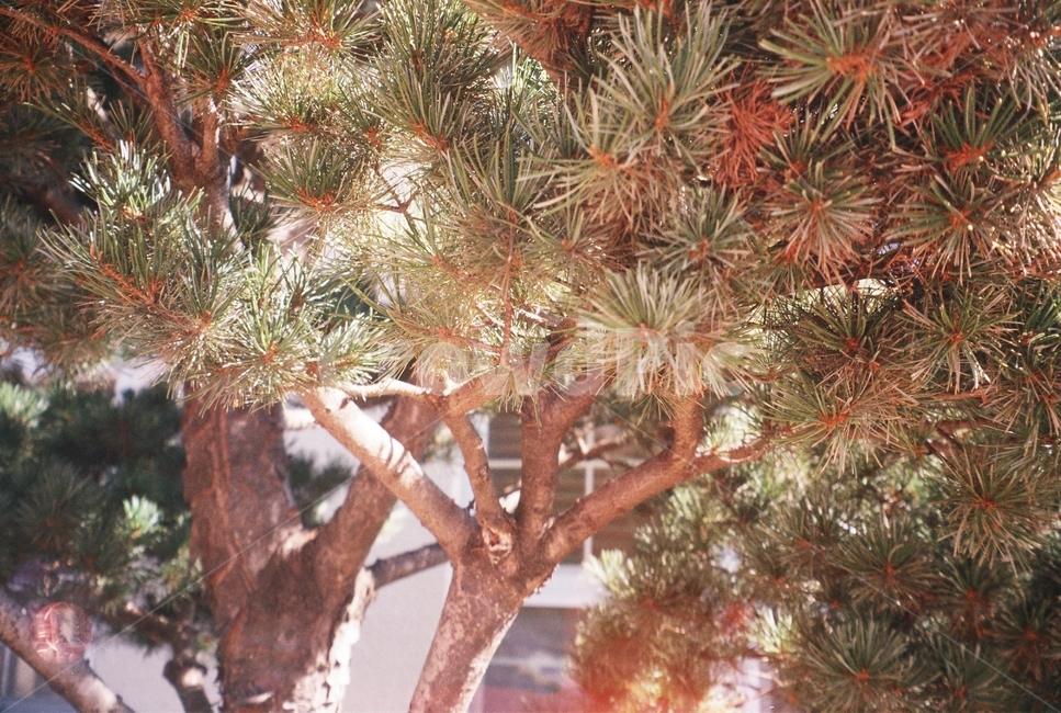 꽃,flower,필름,필름사진,film,tree,나무,plant,식물