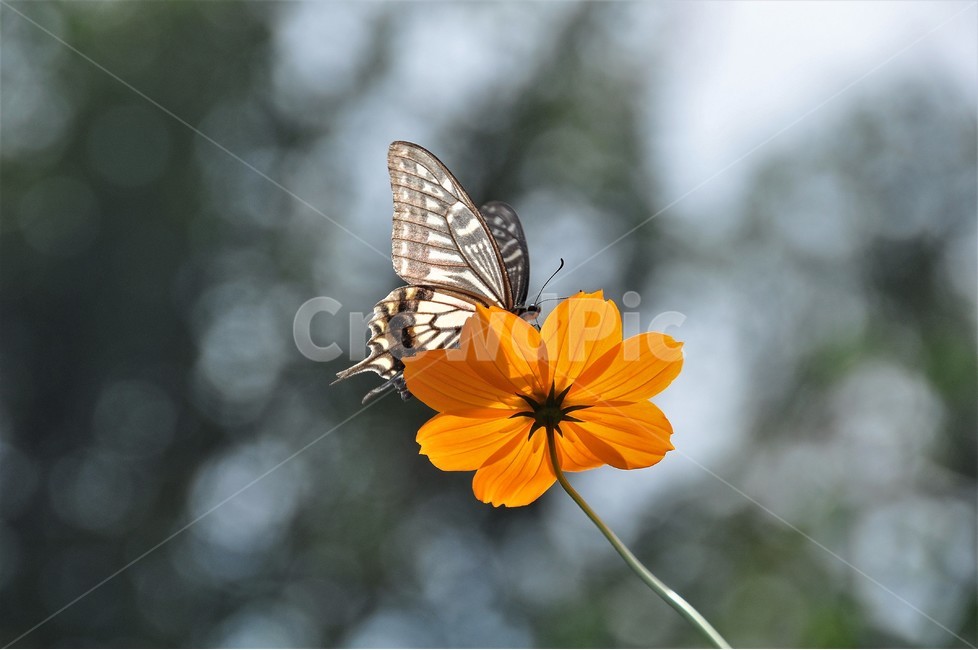 나비,곤충,꽃,식물,자연,아름다움,신기,식물,자연,plants,nature,꽃,flower,동물,animal,곤충,벌레,insect,bug