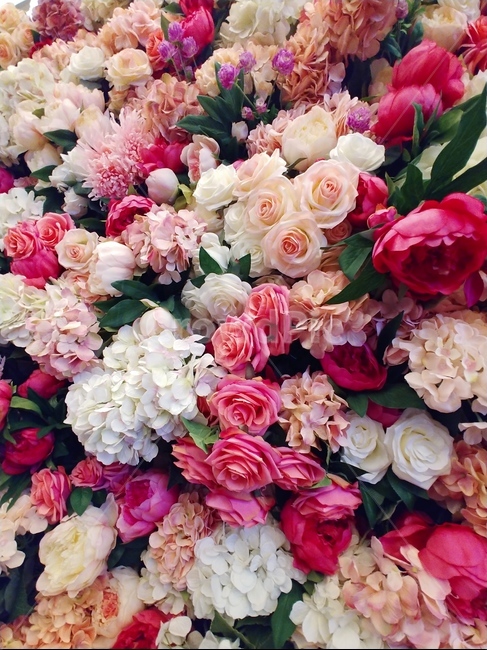 장미,플라워,장미꽃,꽃,배경,컬러,flower,컬러풀,기념일,축하,rose