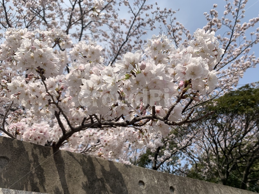 벛꽃,봄,꽃,학교담벼락,벚나무,봄,계절,spring,season,plant,식물,flower,blossom