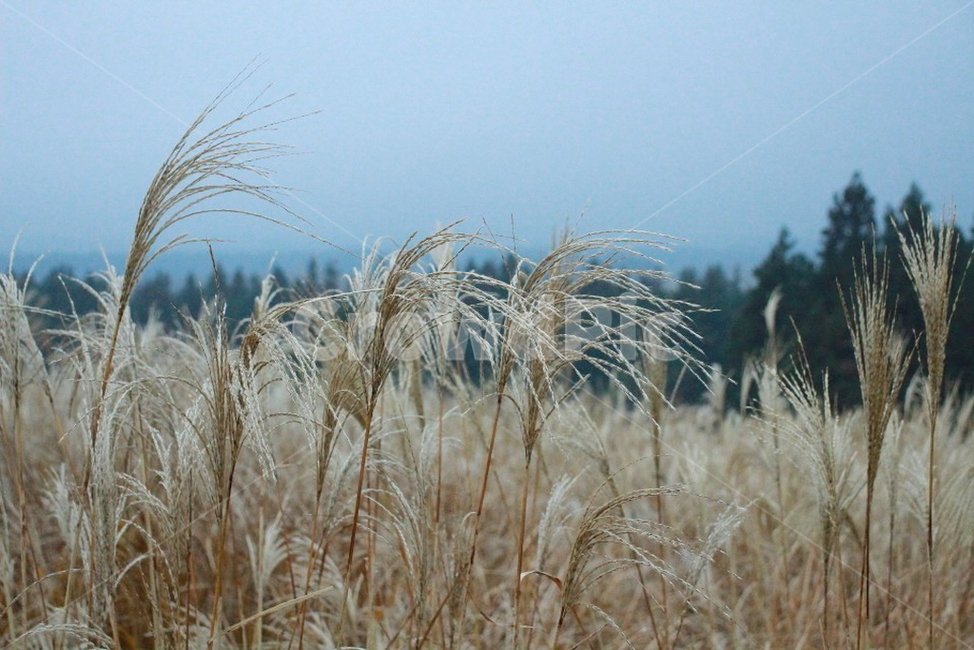 제주도,갈대,갈대밭,배경,풍경,바람,가을,계절,fall,autumn,season,plant,식물,grass,잔디