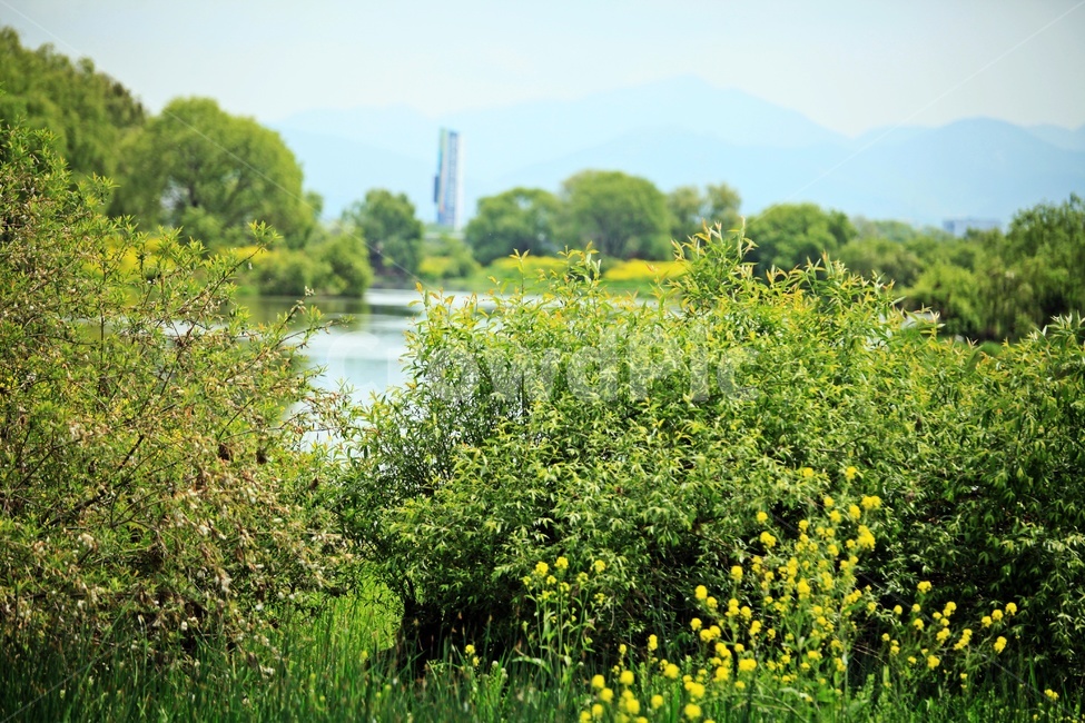 강,나무,물,자연,풍경,자연,풍경,nature,landscape,식물,plants