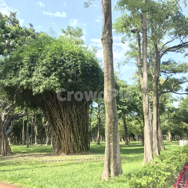 나무,초록색,대만,숲,대나무,자연,풍경,nature,landscape,tree,plant,식물,tree trunk,나무 줄기
