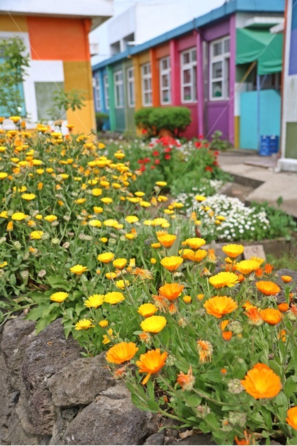 제주도,제주,더럭분교,애월,학교,식물,자연,plants,nature,꽃,flower