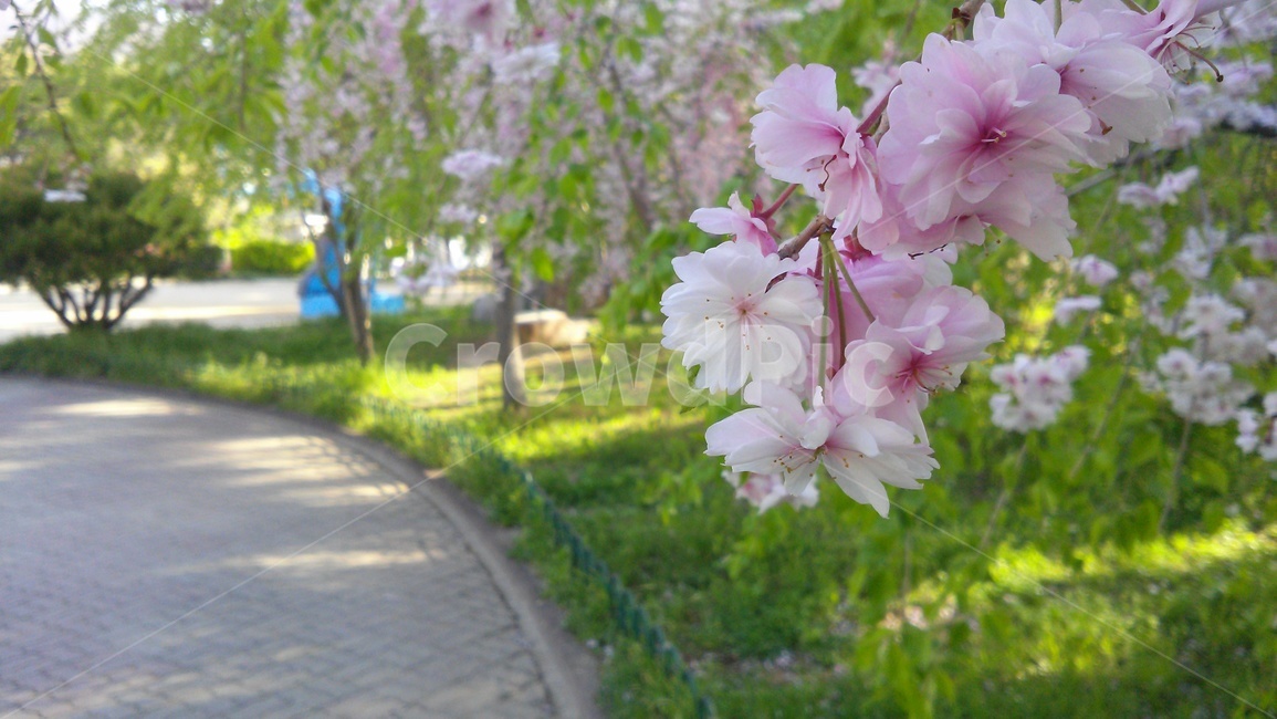 blossom,flower,꽃,벚꽃,cherryblossom,봄,계절,spring,season,plant,식물