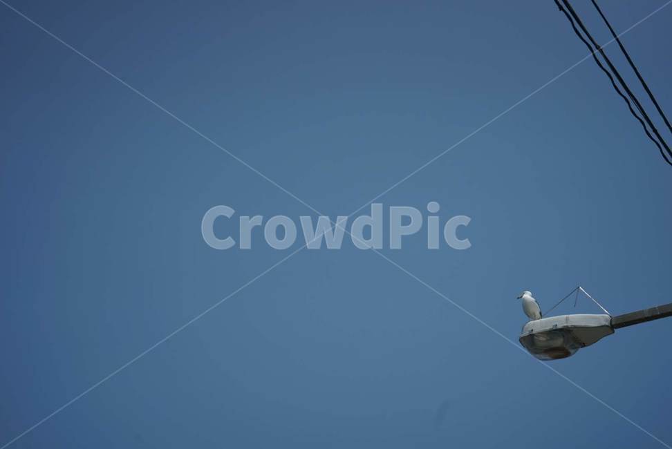 sky,blue sky,wait,waiting,summer,sea,seagull,Beach,ocean,bird,beach,Seagull