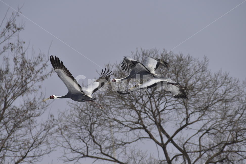 재두루미,whitenapedcrane,겨울철새,천연기념물,대형조류,나그네새,조류,새,야생조류,동물,동물,animal,조류,새,birds