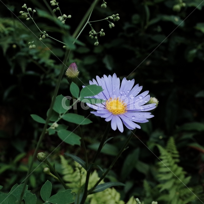보라색꽃,꽃,자연,보라,퍼플,보라색,korea,flowers,nature,beautiful,season,식물,감성,flower,purple,노랑,yellow,plants,식물,자연,plants,nature,꽃,flower
