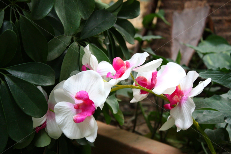 식물,꽃,plant,flower,blossom,식물,자연,plants,nature,꽃,flower