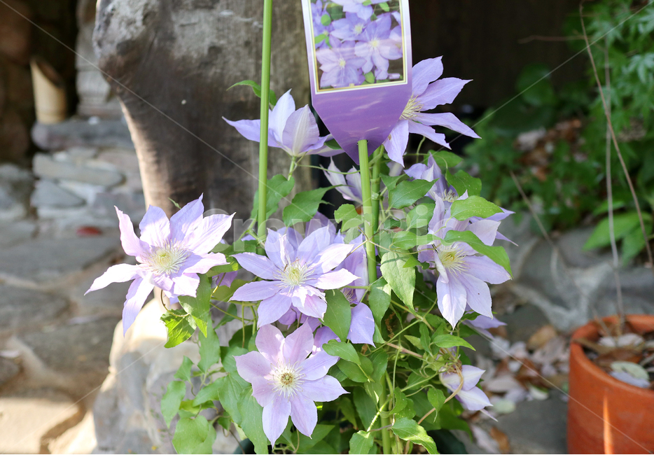 꽃,보라,식물,자연,화분,식물,자연,plants,nature,꽃,flower
