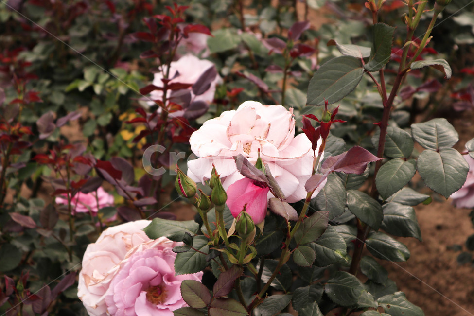 장미,로즈,꽃,분홍,자연,rose,flower,핑크,pink,분홍꽃,실외,식물