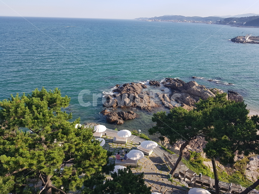 바다,해변,파란하늘,부산,부산바다,소나무