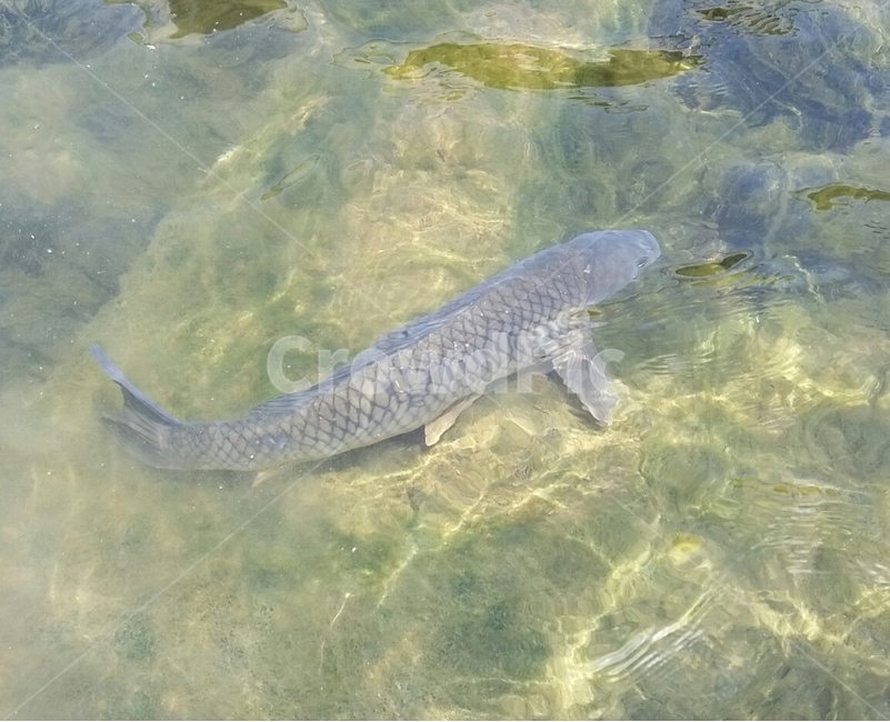 물고기,잉어,물속,생선,물속잉어,헤엄,동물,animal,어류,물고기,fish