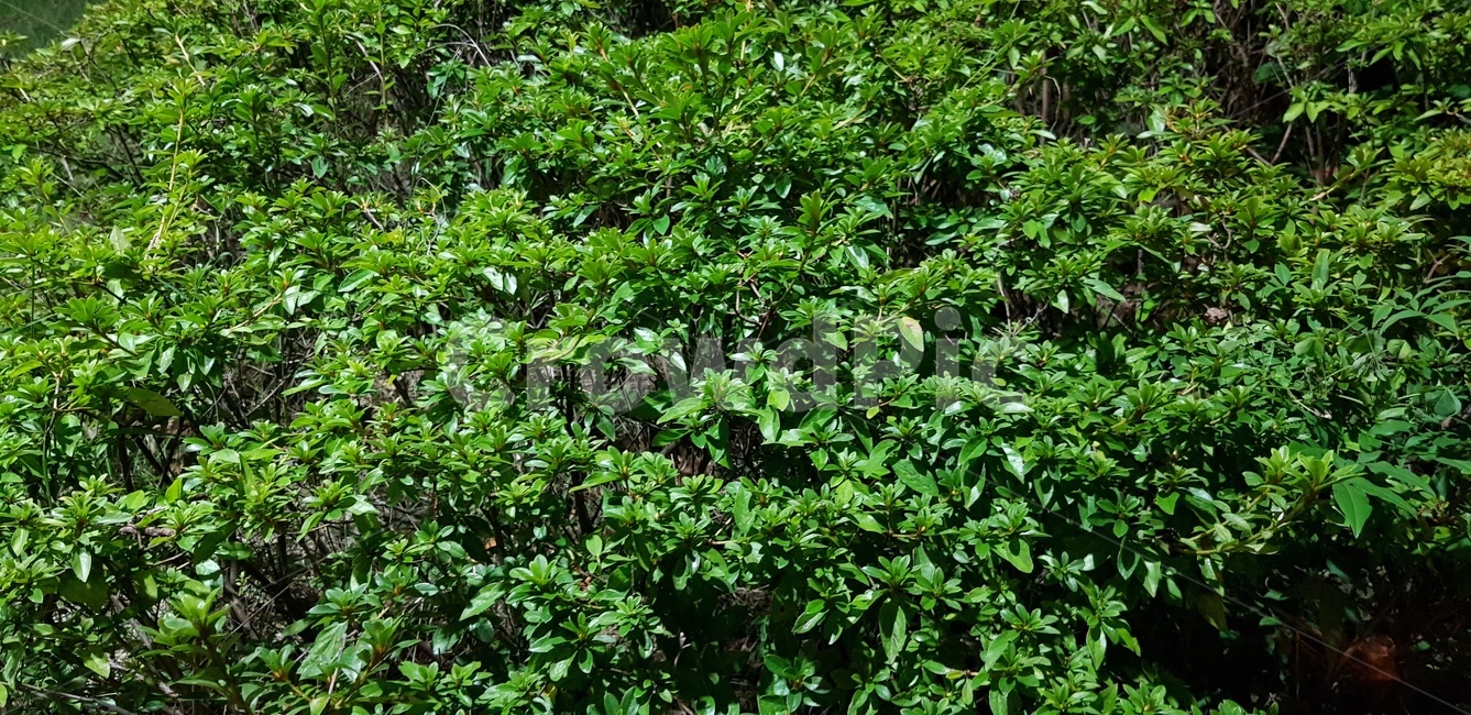 초목,식물,plant,풀잎,풀,leaf,잎,초록,초록빛,초록색,green,식물,자연,plants,nature