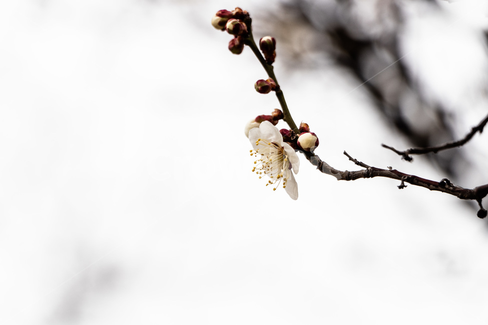 매화,매화꽃,매실꽃,백매화,흰매화,봄,계절,spring,season,식물,자연,plants,nature,꽃,flower,plant