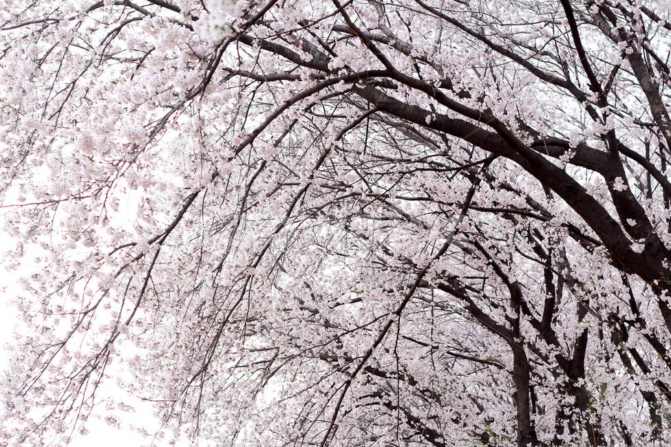벚꽃,벚꽃나무,벚나무,벚나무숲,벚꽃나무숲,봄,계절,spring,season