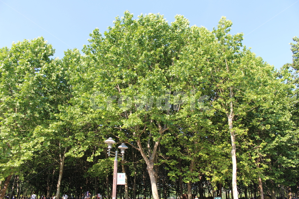 산속,울창한숲,우거진숲,여름,시원한여름,여름,계절,summer,season,자연,풍경,nature,landscape,tree,나무,plant,식물,tree trunk,나무 줄기