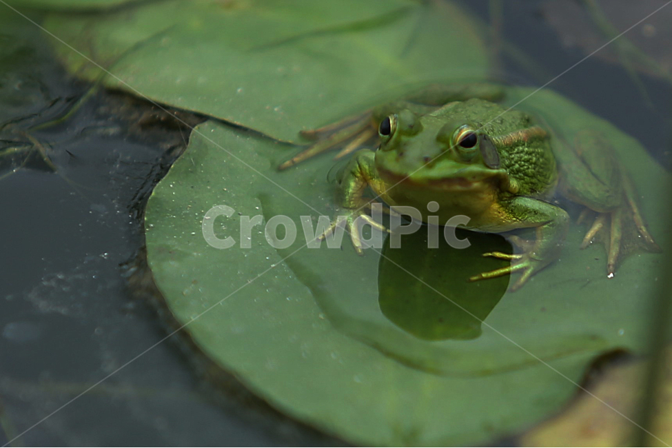여름,연못,관곡지,summer,pond,개구리,flog,동물,animal,파충류,양서류,reptile,amphibian