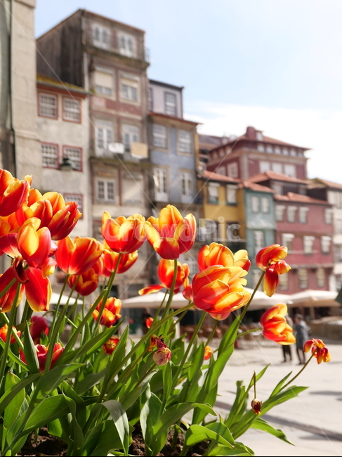 튤립,tulip,포르투갈,꽃,햇살,porto,portugal,flower,sunshine,foreign,landscape,europe,유럽,해외도시풍경,외국,외국도시,도시,외국도시풍경
