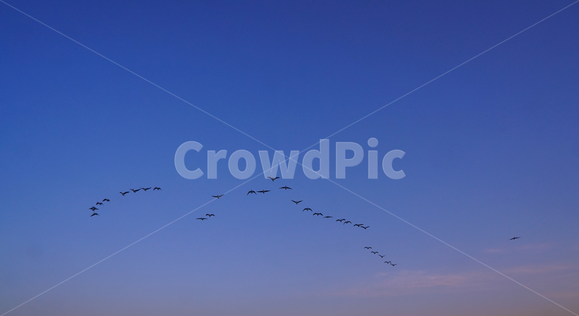 새,조류,철새,겨울철새,동물,비행,떼,감성,하늘,동물,animal,조류,새,birds