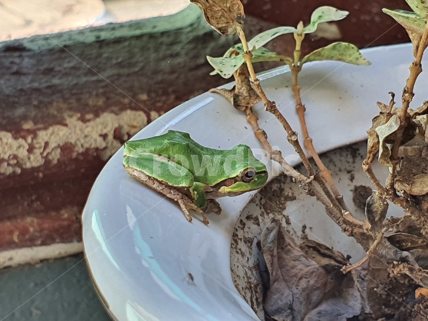 개구리,frog,청개구리,개굴,자연물,동물,animal,파충류,양서류,reptile,amphibian