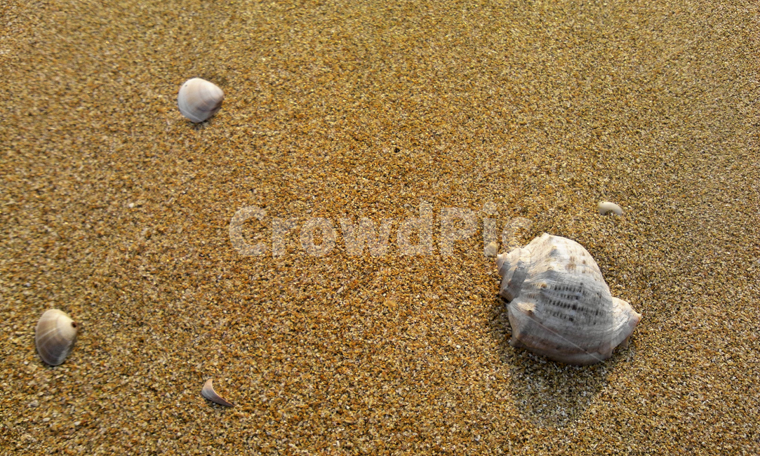 소라껍질,해변,바다,해산물,조개껍질,모래,해변,바다,beach,sea