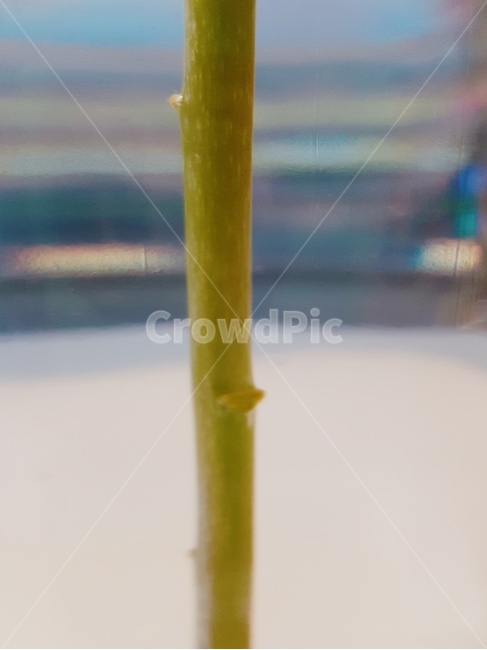 plant,식물,초록,초륵색,길다,길다란