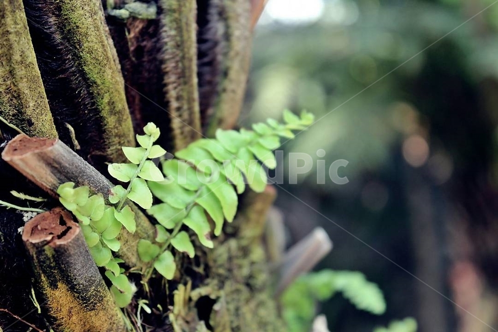 plant,식물,초록,나무,이끼,숲속,자연