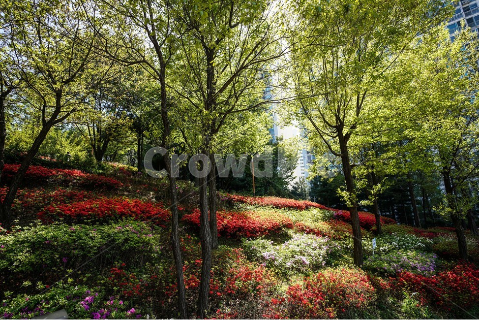 나무,햇살,푸르름,자연,tree,sun,sky,공원,자연,풍경,nature,landscape,식물,plants,나무,trees,wood,휴식,힐링,rest,relaxation,healing,plant