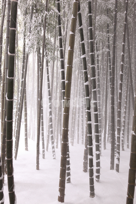 Nature,snowflake,Four Gentlemen,winter,nature background,bamboo,natural background,emotion,incision,snow,background,Damyang,landscape