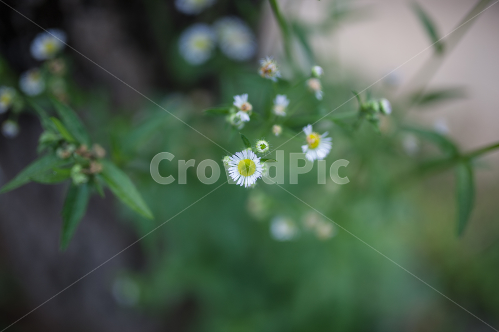 flower,봄,식물,개망초,꽃,식물,자연,plants,nature,꽃,flower