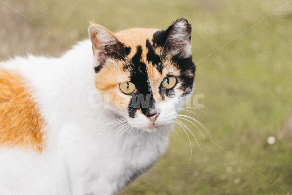 고양이,cat,길고양이,냥이,냥냥이,동물,animal,포유류,mammal,고양이,cat,kitten,kitty