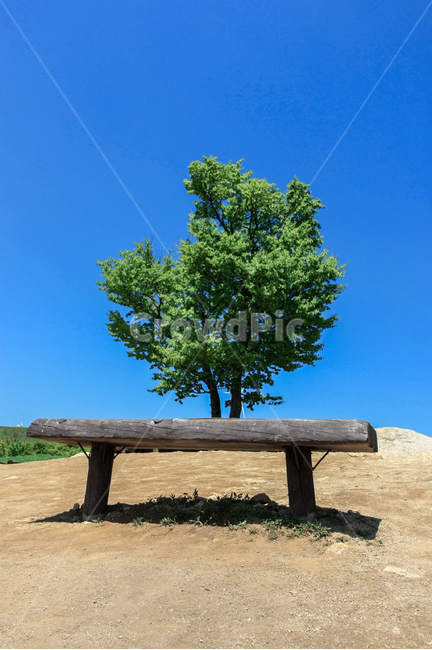 휴식,벤치,의지,나무,여유,쉼,구조물,rest,break,bench,chair,tree,composure,will,plant,식물,의자