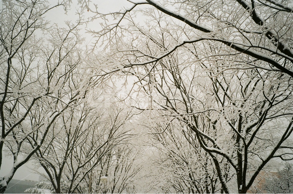 눈,겨울,나무,설원,눈밭,나뭇가지,겨울,계절,winter,season,자연,풍경,nature,landscape,식물,plants,나무,trees,wood,감성,sensible,feeling,tree,plant