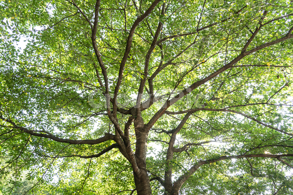나무,나뭇잎,초록,green,tree,식물,자연,plants,nature