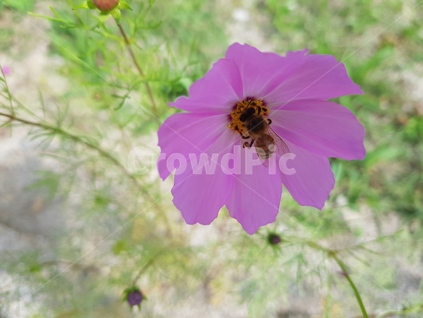 가을,코스모스,벌,자연,cosmos,꽃,가을,계절,fall,autumn,season,식물,자연,plants,nature,꽃,flower,동물,animal,곤충,벌레,insect,bug,invertebrate,무척추 동물,bee,geranium,제라늄,blossom,plant,honey bee,꿀벌