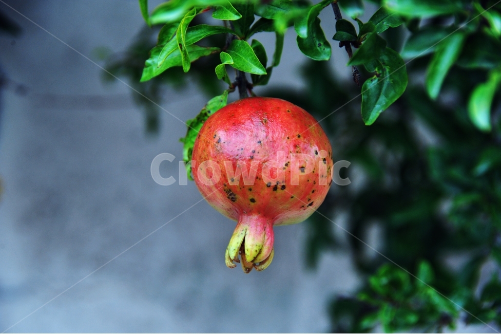 pomegranate,석류,열매,나무,과일,가을,수확,석류나무,석류열매,에스트로겐,하늘,미녀,새콤달콤,빨간색,붉은색,식물,자연,plants,nature,fruit,과일,열매,fruit
