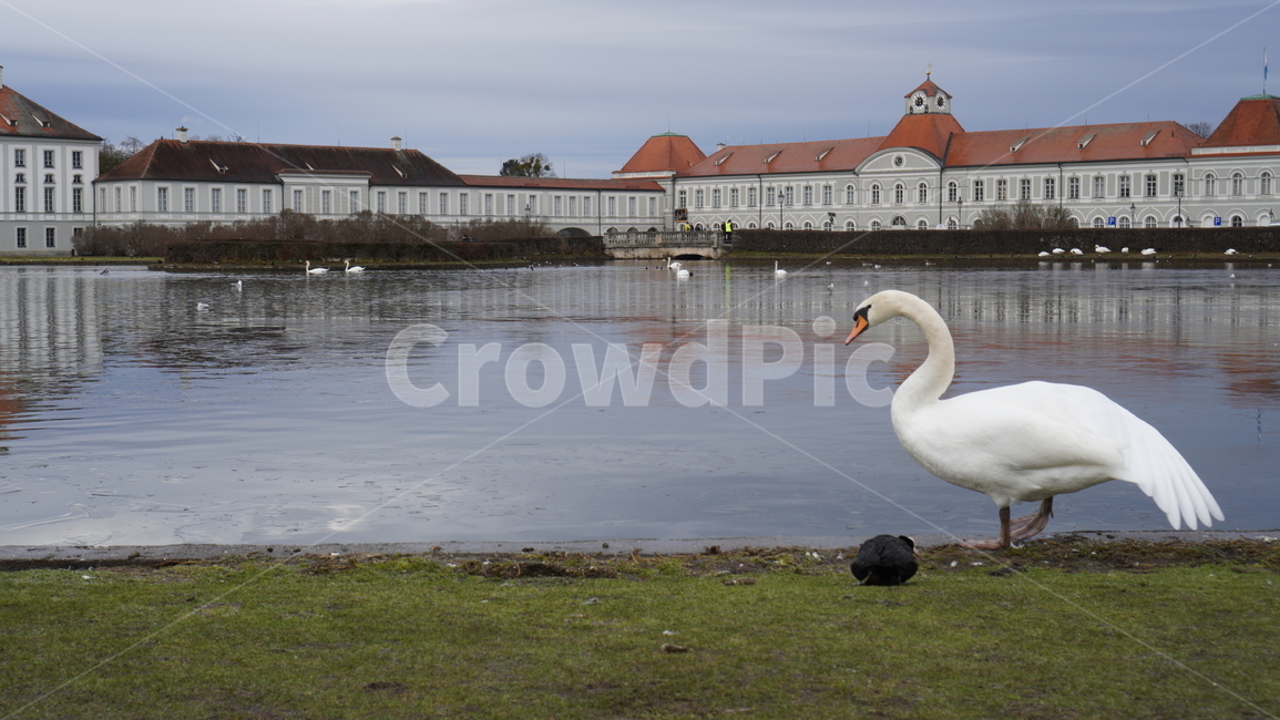bird,animal,백조,님펜부르크,님펜부르크궁전,독일,germany,정원,동물,swan,궁전,garden,공원,park,성,해외,물가,우물,오리,새,해외,외국,세계,foreign,oversea,world