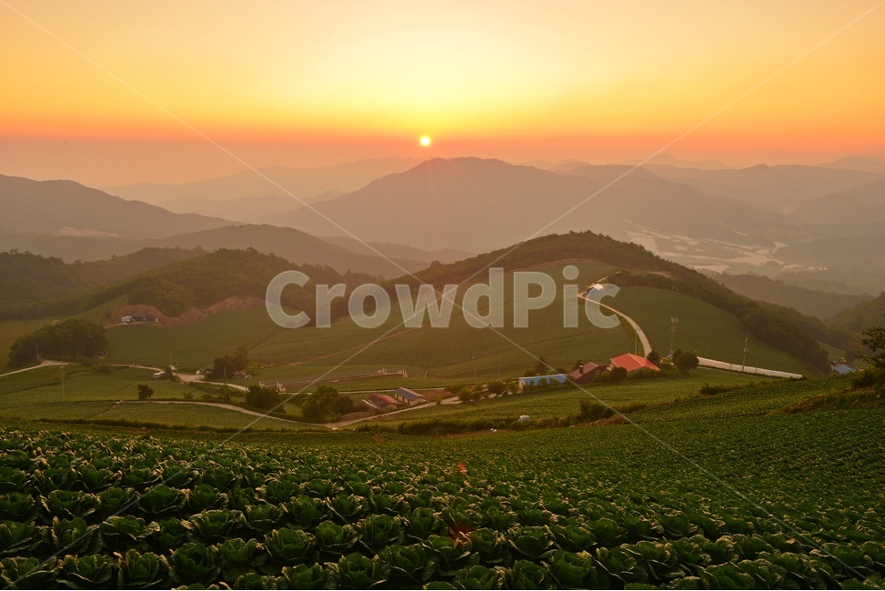 안반데기,안반데기일출,안반데기여명,안반데기배추밭,안반데기아침,nature,자연,outdoors,옥외,농업,농사,agriculture,farming,farming industry