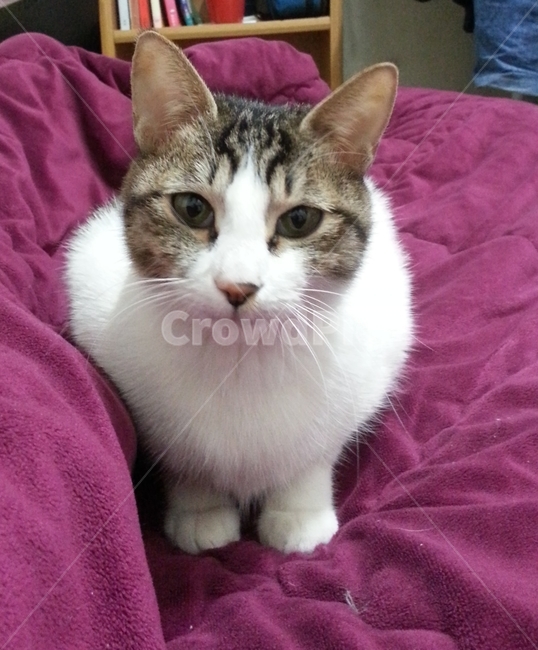 미소,고양이,코리아숏컷,암컷고양이,냥이,동물,animal,포유류,mammal,고양이,cat,kitten,kitty