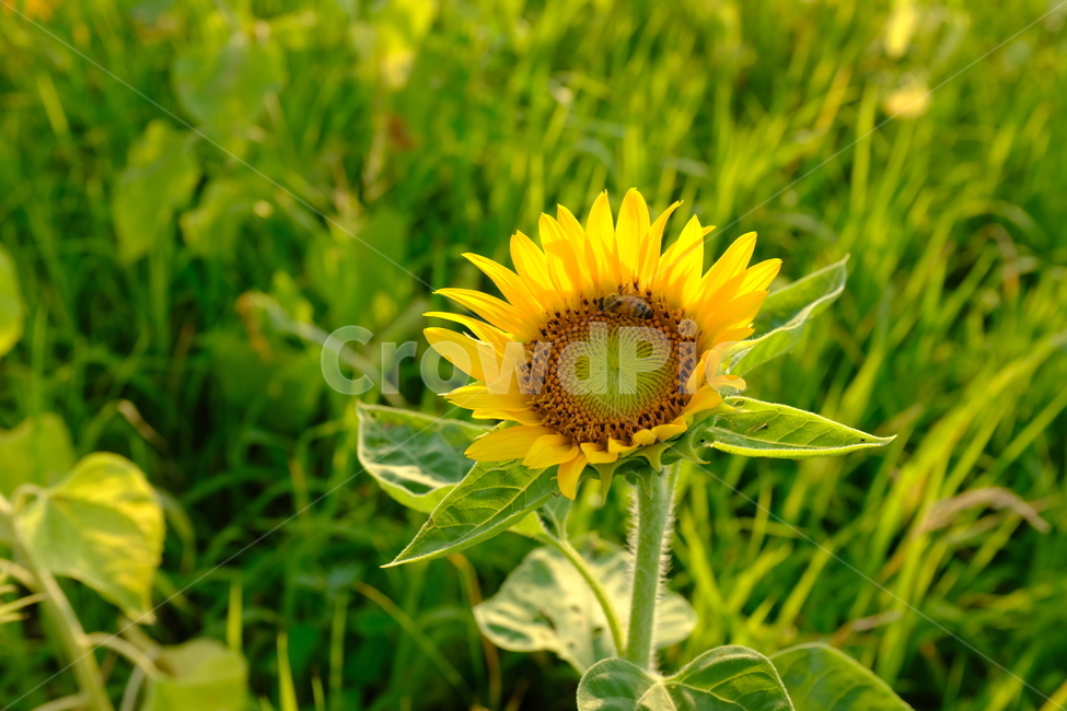 꽃,해바라기,노란해바라기,노란꽃,해바라기밭,식물,자연,식물,자연,plants,nature,꽃,flower