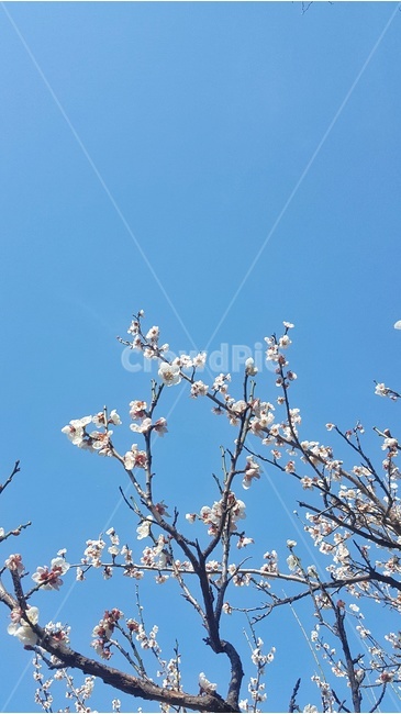 봄,spring,매화,꽃,flower,봄,계절,spring,season,식물,자연,plants,nature,꽃,flower,plant