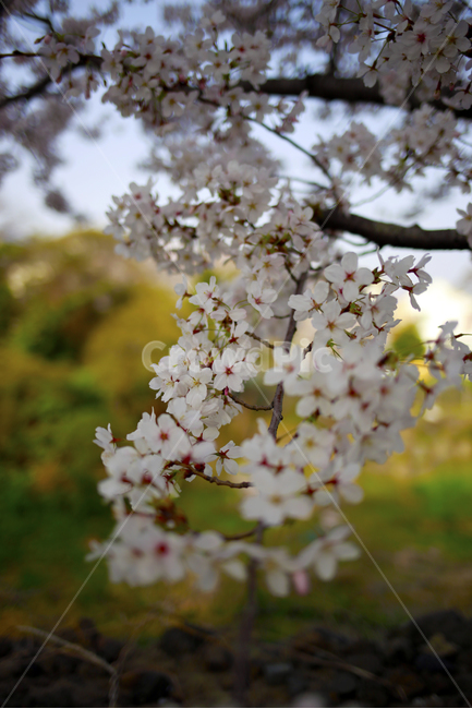 봄,벚꽃,봄날,꽃,spring,식물,봄,계절,spring,season,식물,자연,plants,nature,꽃,flower,plant
